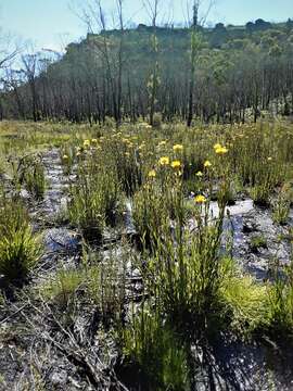 Image of <i>Xerochrysum palustre</i>