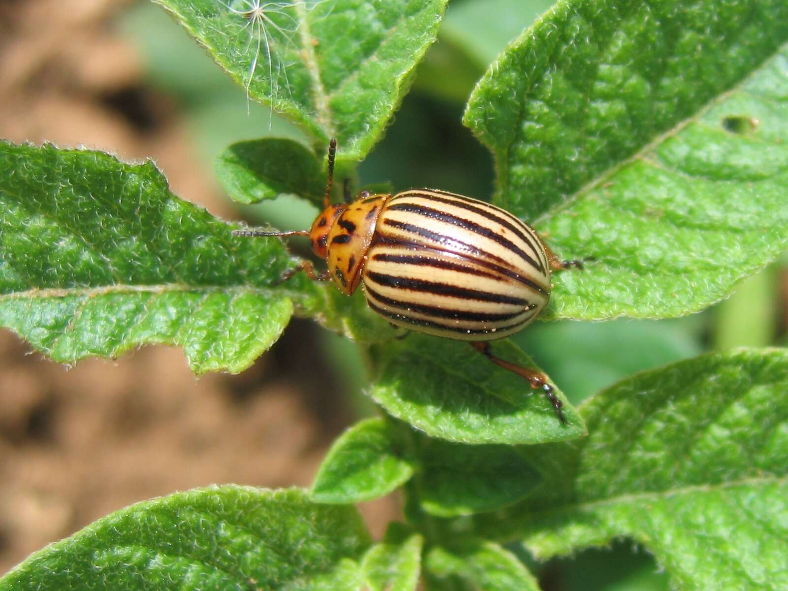 Image of Colorado potato beetle