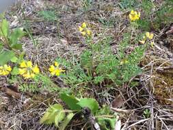 Image of Horseshoe-vetch