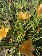 Image of Romulea triflora (Burm. fil.) N. E. Br.