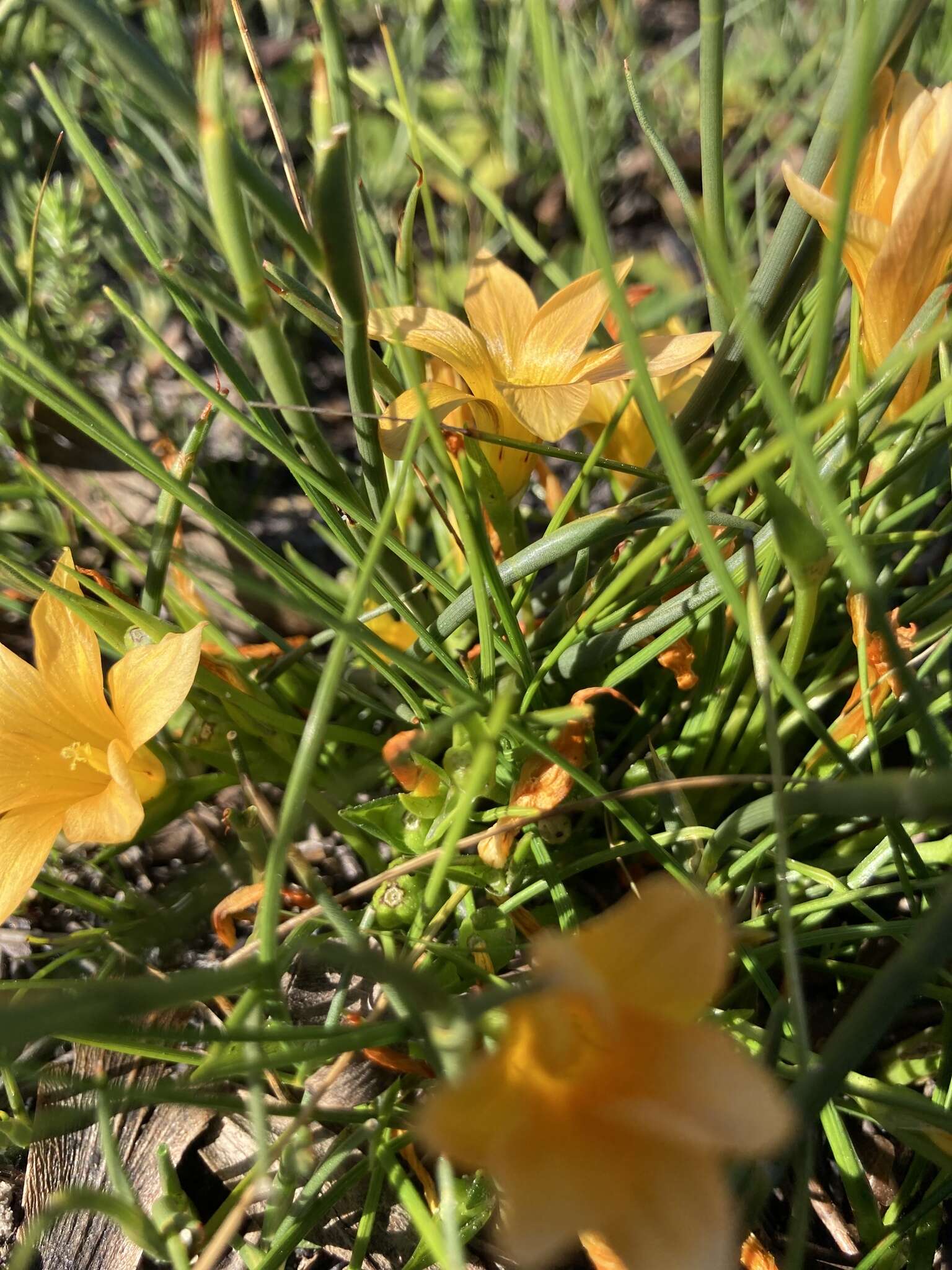 Image of Romulea triflora (Burm. fil.) N. E. Br.