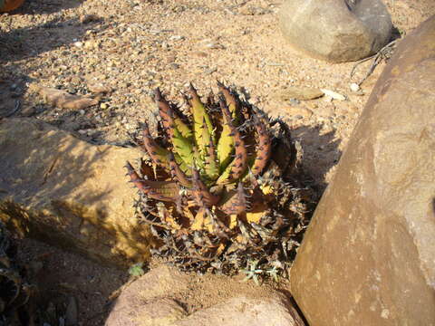 صورة Aloe melanacantha A. Berger