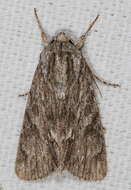 Image of Long-winged Dagger Moth