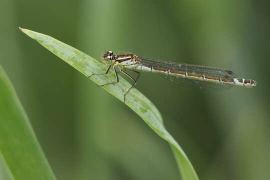 Image of Crescent Bluet