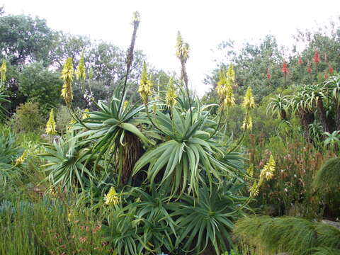 Image of candelabra aloe