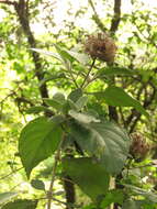 Imagem de Barleria albostellata C. B. Cl.