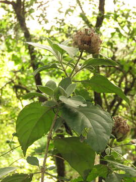 Image of Barleria albostellata C. B. Cl.