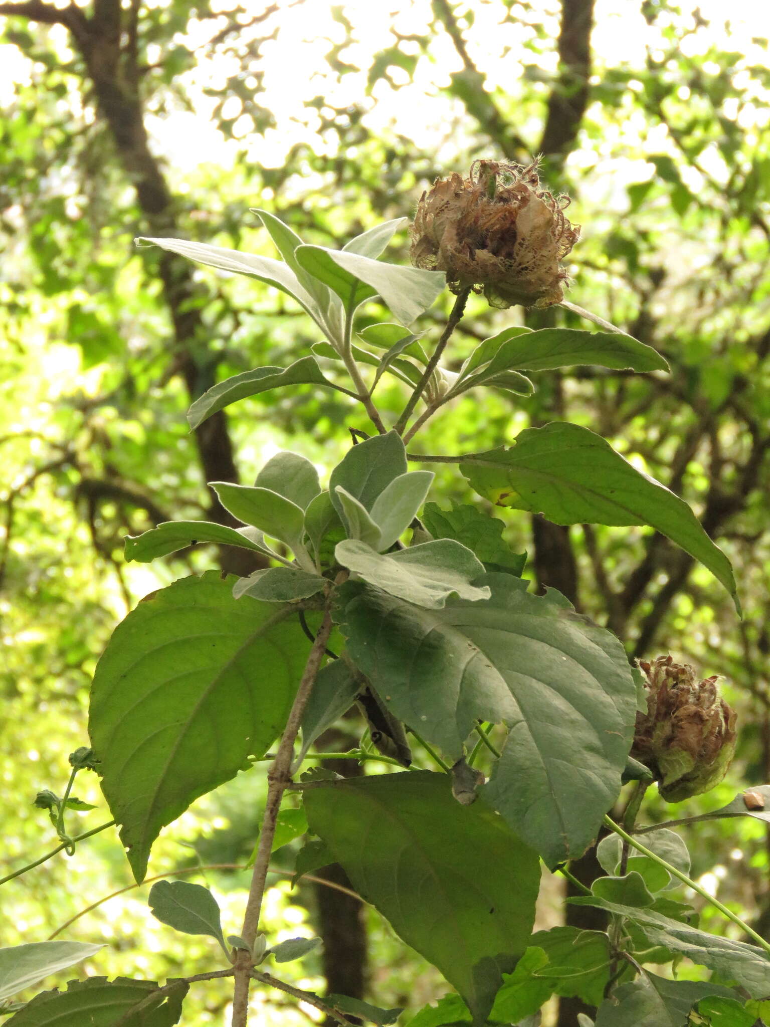 Image of Barleria albostellata C. B. Cl.