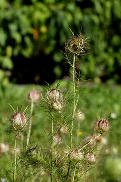 Image of devil in the bush