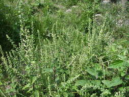 Слика од Teucrium scorodonia L.