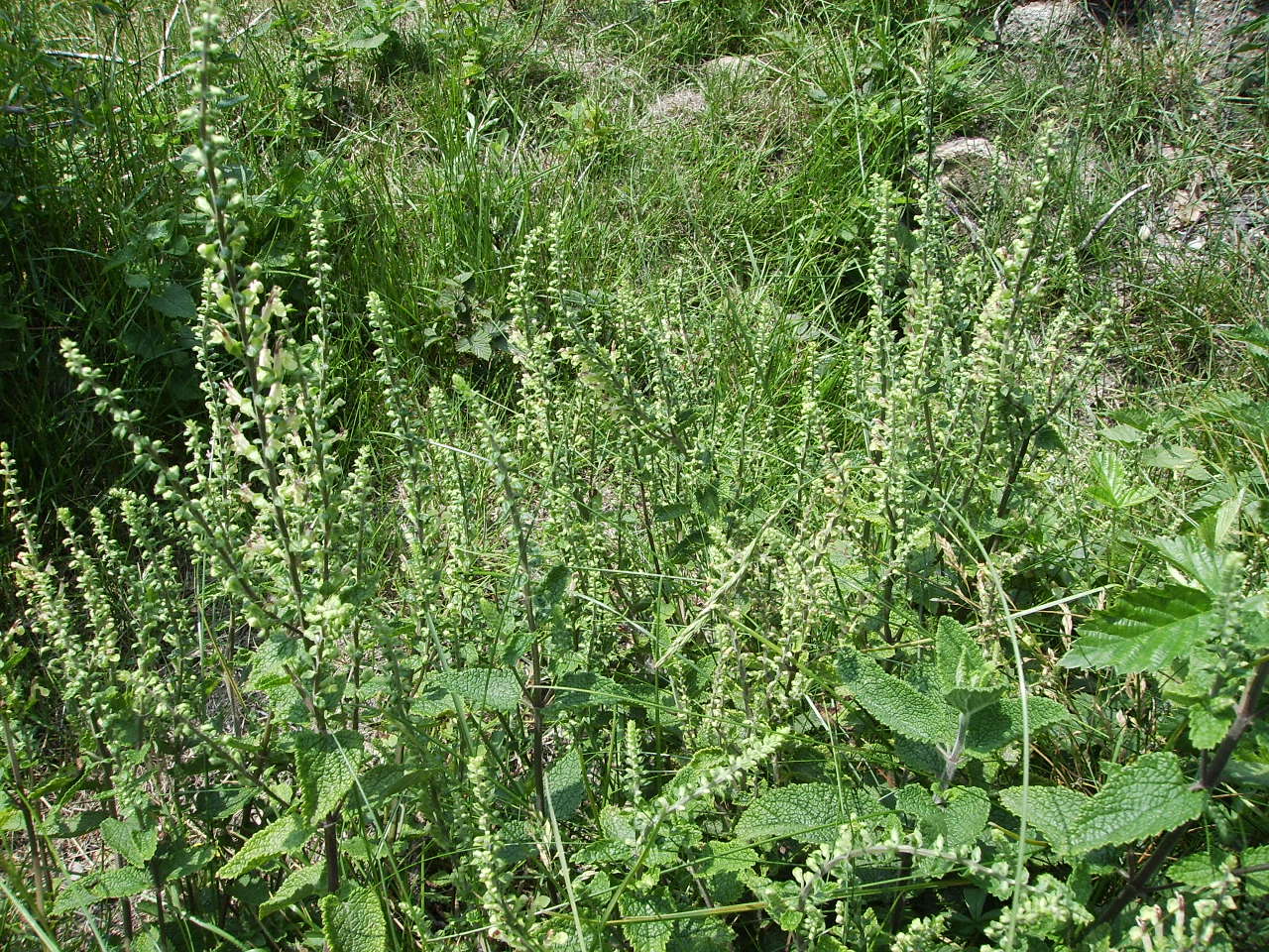 Слика од Teucrium scorodonia L.