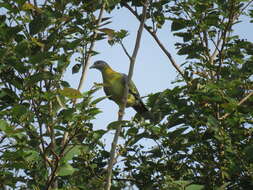 Image of Yellow-footed Green Pigeon