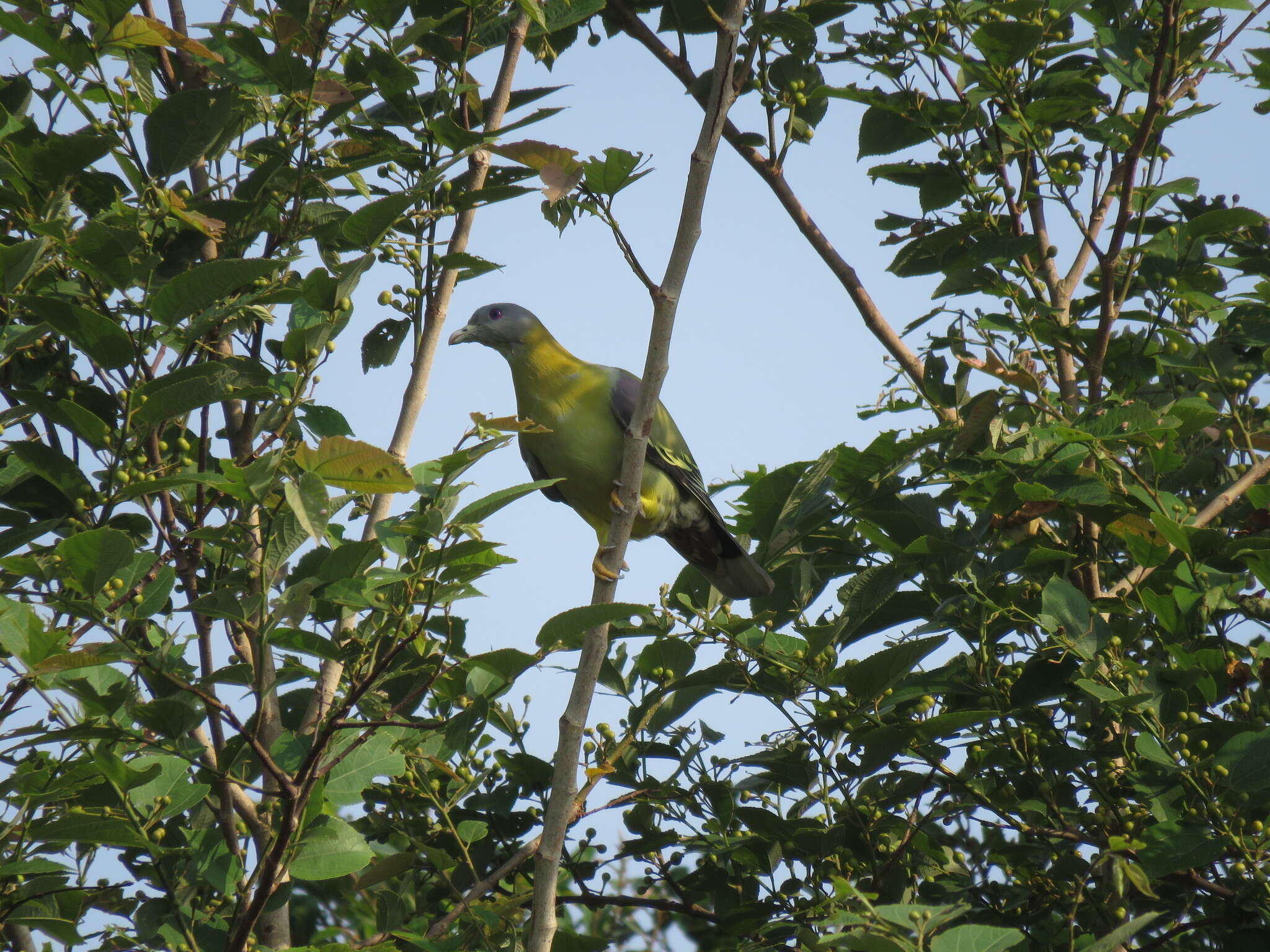 Image of Yellow-footed Green Pigeon