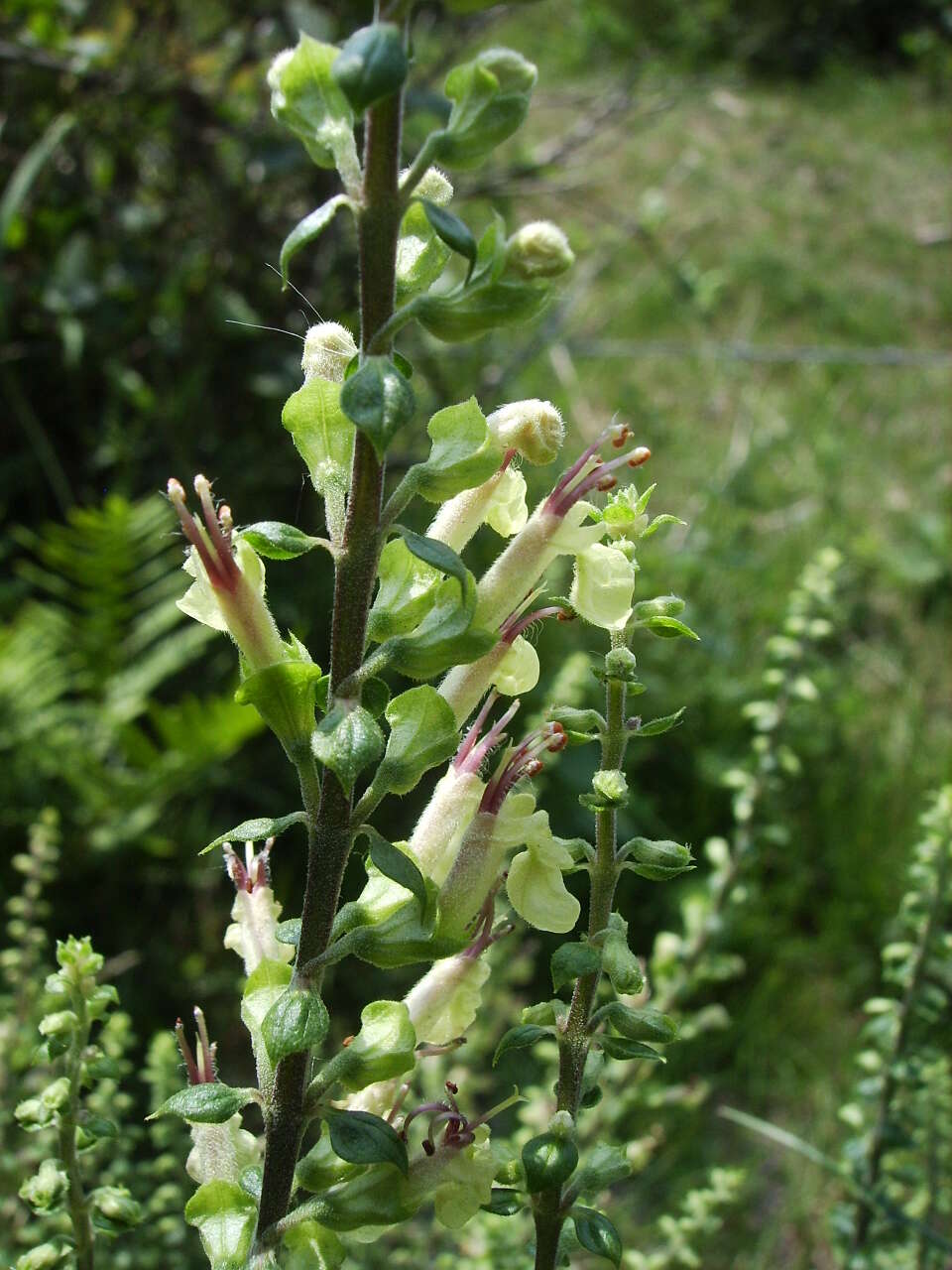 Слика од Teucrium scorodonia L.
