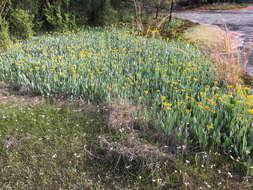 Image of woolly ragwort