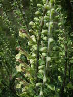 Слика од Teucrium scorodonia L.