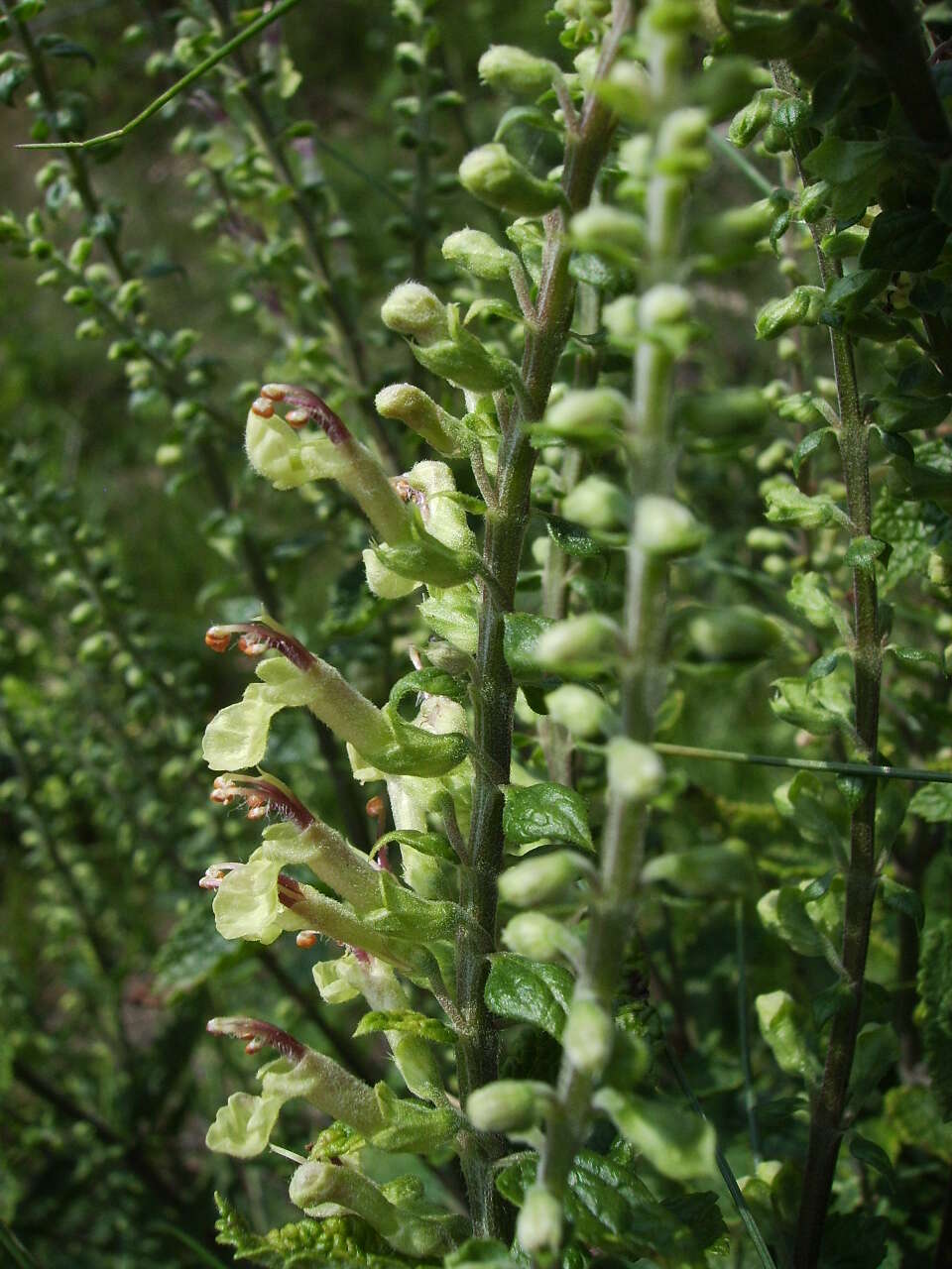 Слика од Teucrium scorodonia L.
