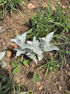 Image of Helichrysum thapsus (Kuntze) O. Hoffm.