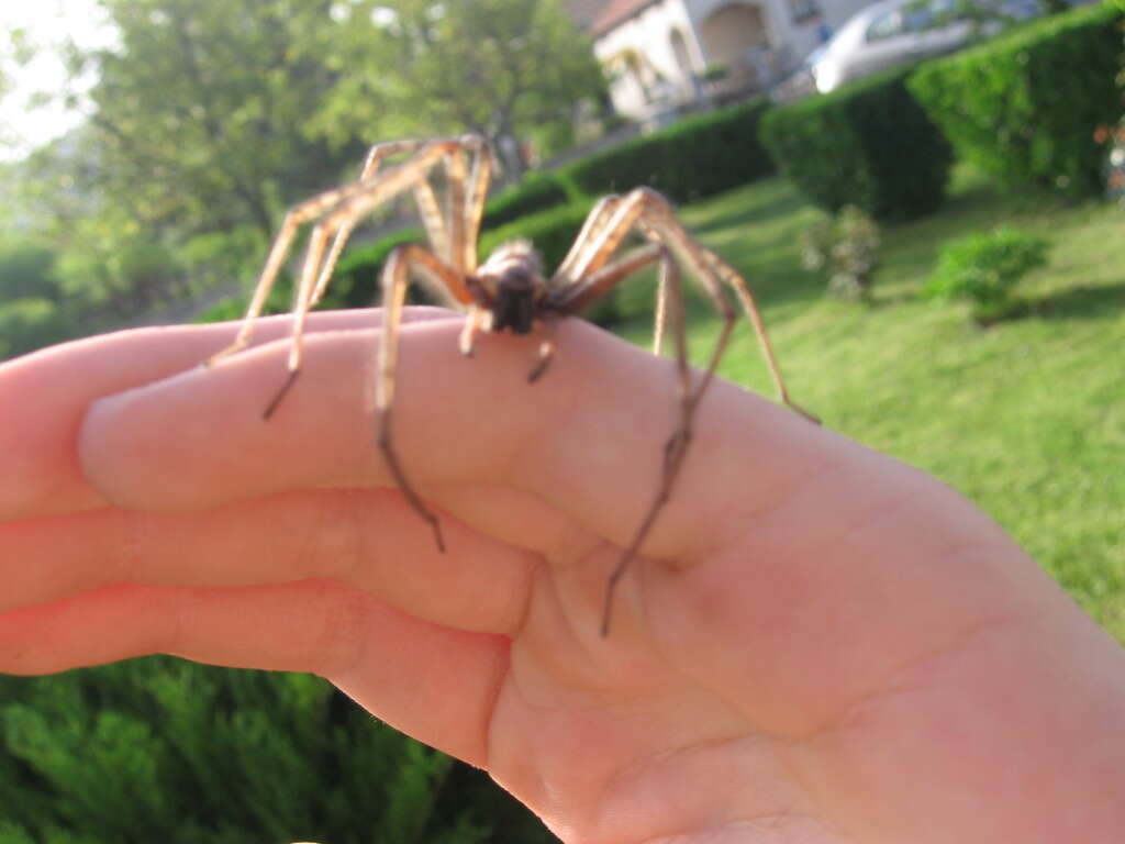 Image of cardinal spider