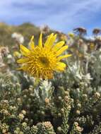 Image of Senecio littoralis Gaud.