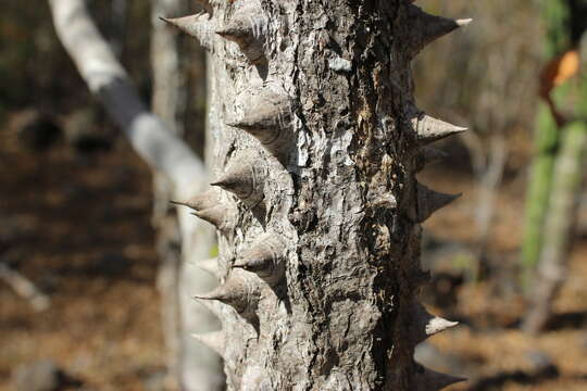 Image of Zanthoxylum arborescens Rose