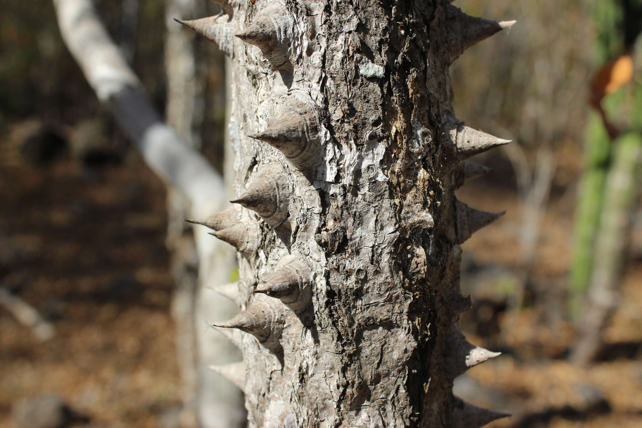 Слика од Zanthoxylum arborescens Rose