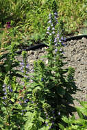 Image of blue cardinal flower