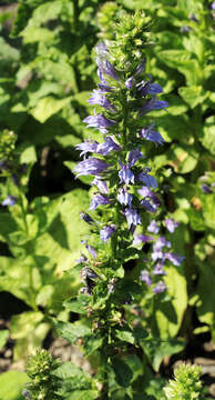 Слика од Lobelia siphilitica L.