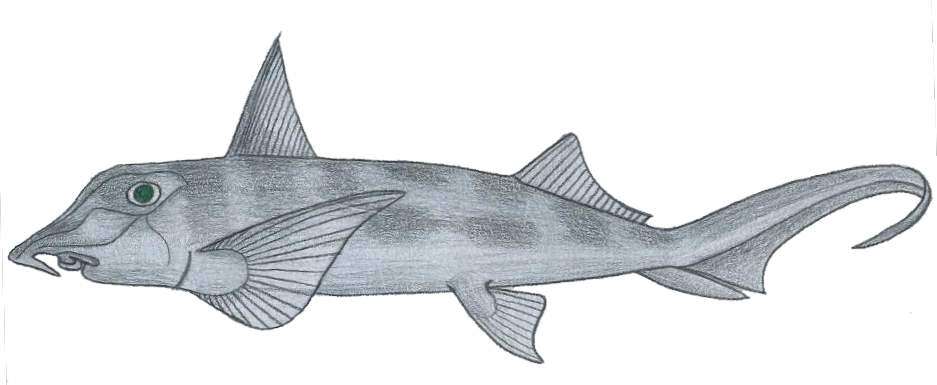 Image of American Elephantfish