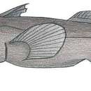 Image of Smallspine Spookfish