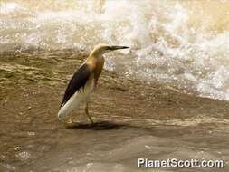 Image of Javan Pond-Heron