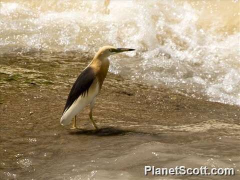 Image of Javan Pond-Heron