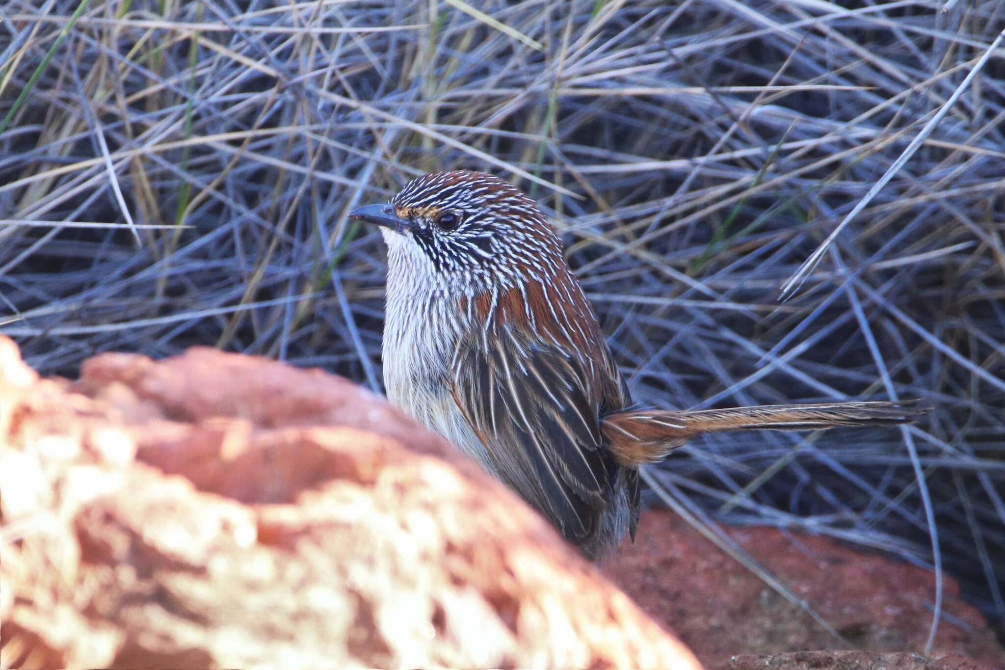 Image of Short-tailed Grasswren