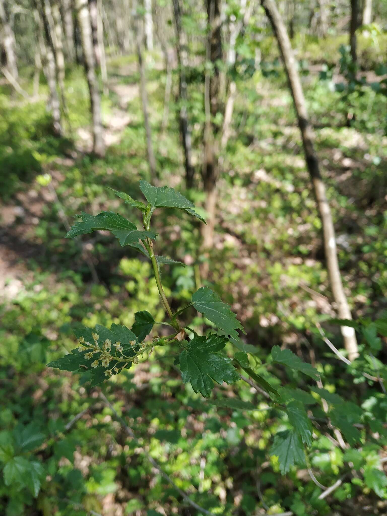 Image of Mountain Currant