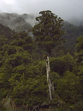 Image de Metrosideros robusta A. Cunn.