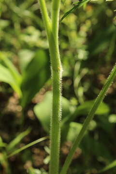 صورة Silphiodaucus