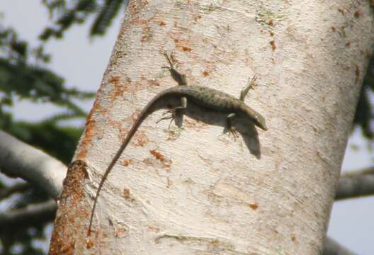 Image of Samoa Skink