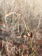 Image of Cyperus margaritaceus Vahl