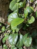 Слика од Ficus aurantiaca var. parvifolia