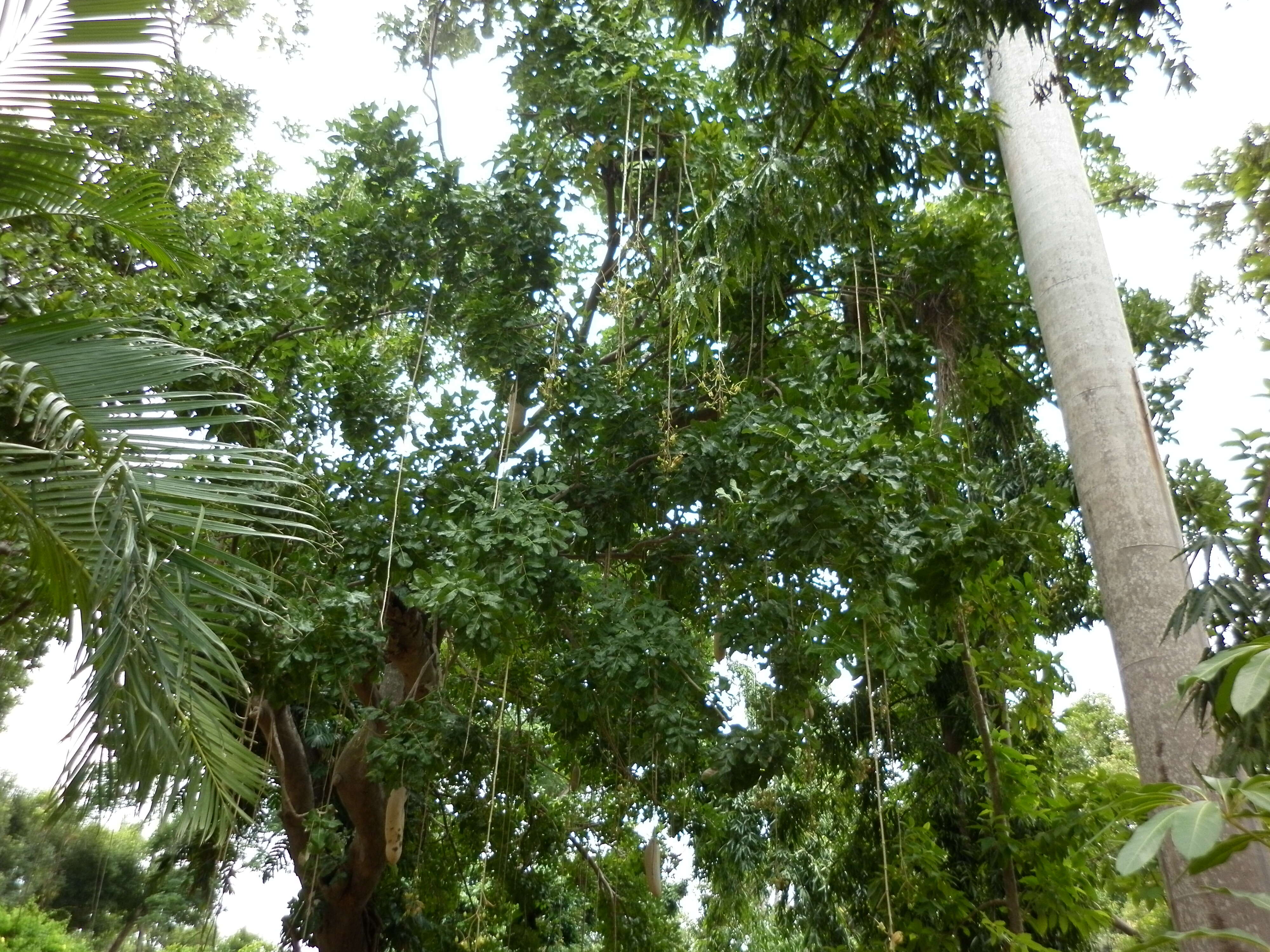 Image of sausage tree