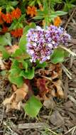 Imagem de Limonium perezii (Stapf) F. T. Hubbard ex L. H. Bailey