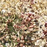 Image de Asclepias rosea Kunth