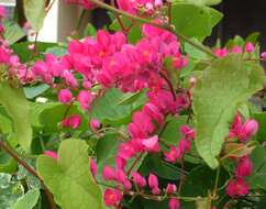 Image of antigonon