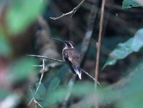 Phaethornis idaliae (Bourcier & Mulsant 1856) resmi