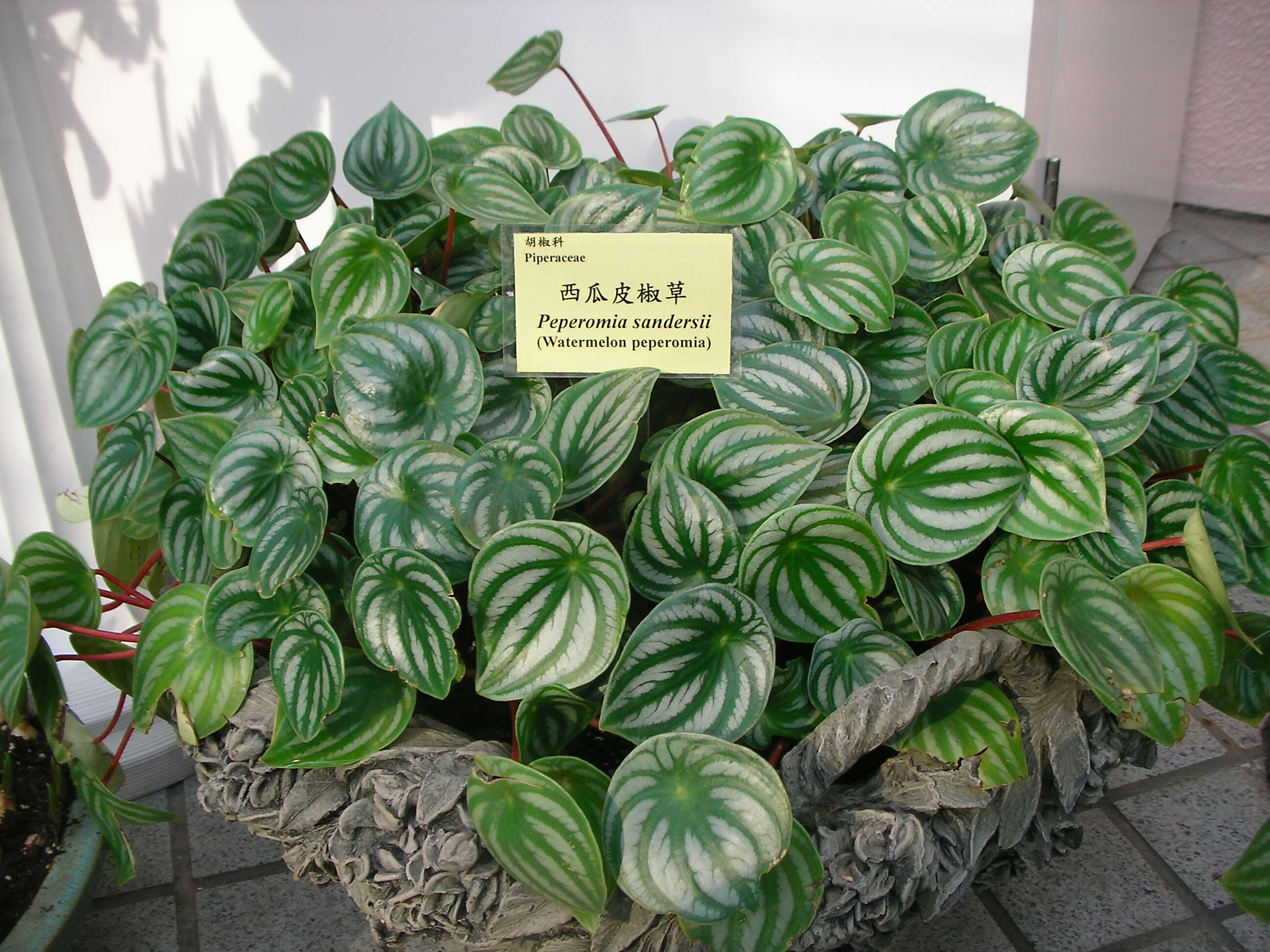 Image of Peperomia argyreia (Miq.) E. Morr.