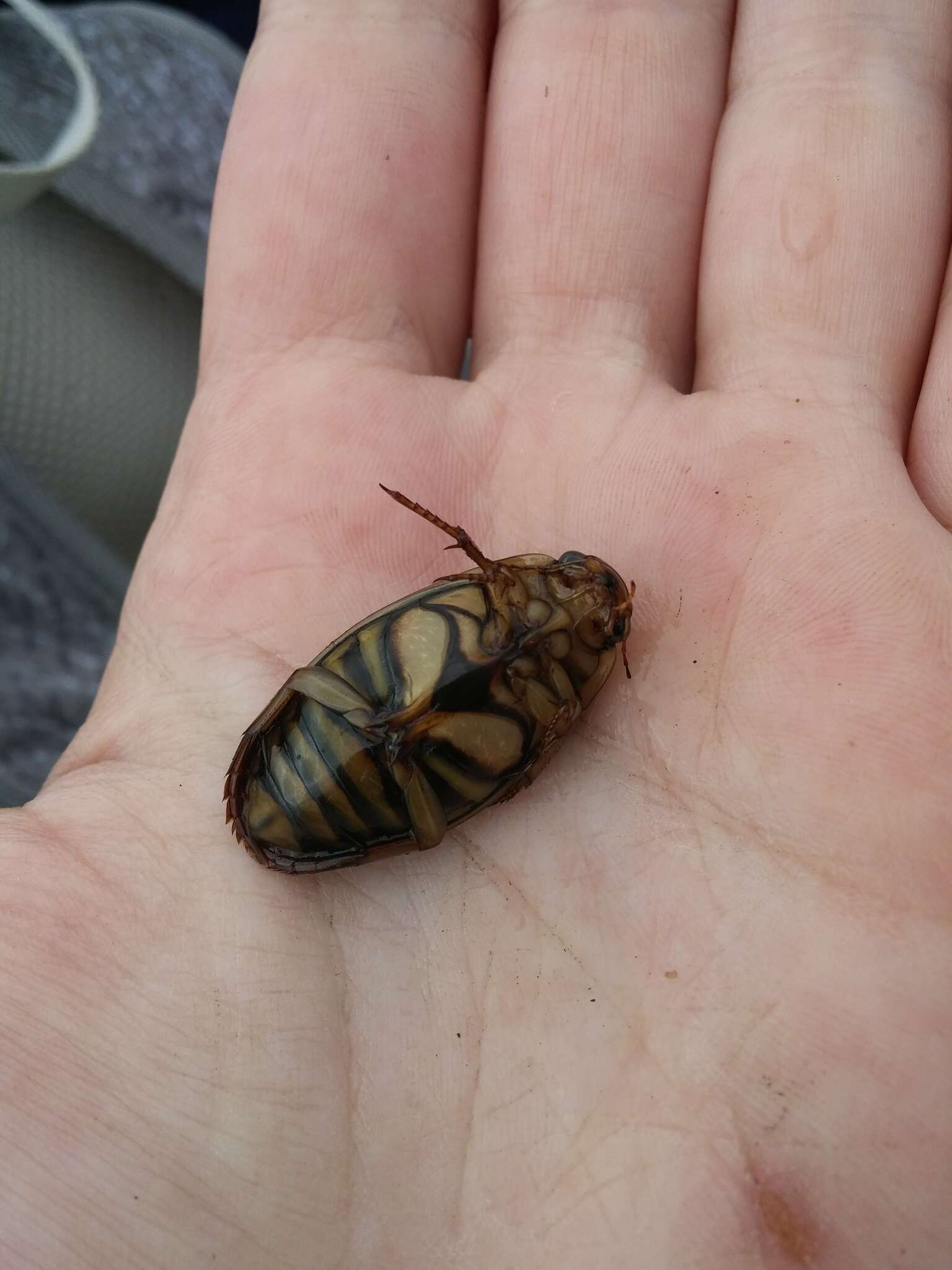 Image of Boreal water beetle