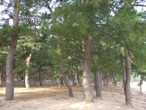 Image of Japanese Black Pine