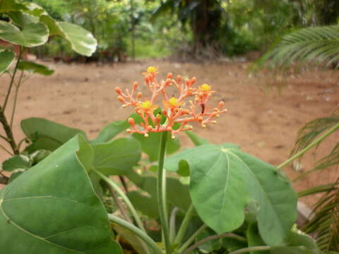 Imagem de Jatropha podagrica Hook.