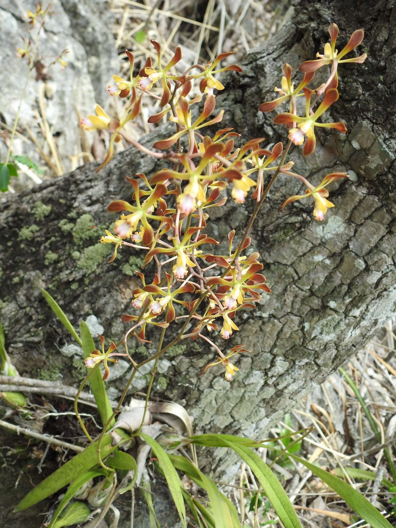 Image of Encyclia alata subsp. parviflora (Regel) Dressler & G. E. Pollard