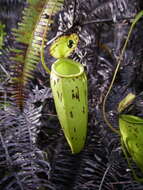 Слика од Nepenthes trichocarpa Miq.